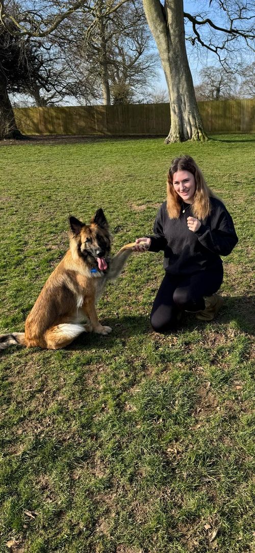 Rubie shaking hands with a German Shepherd dog
