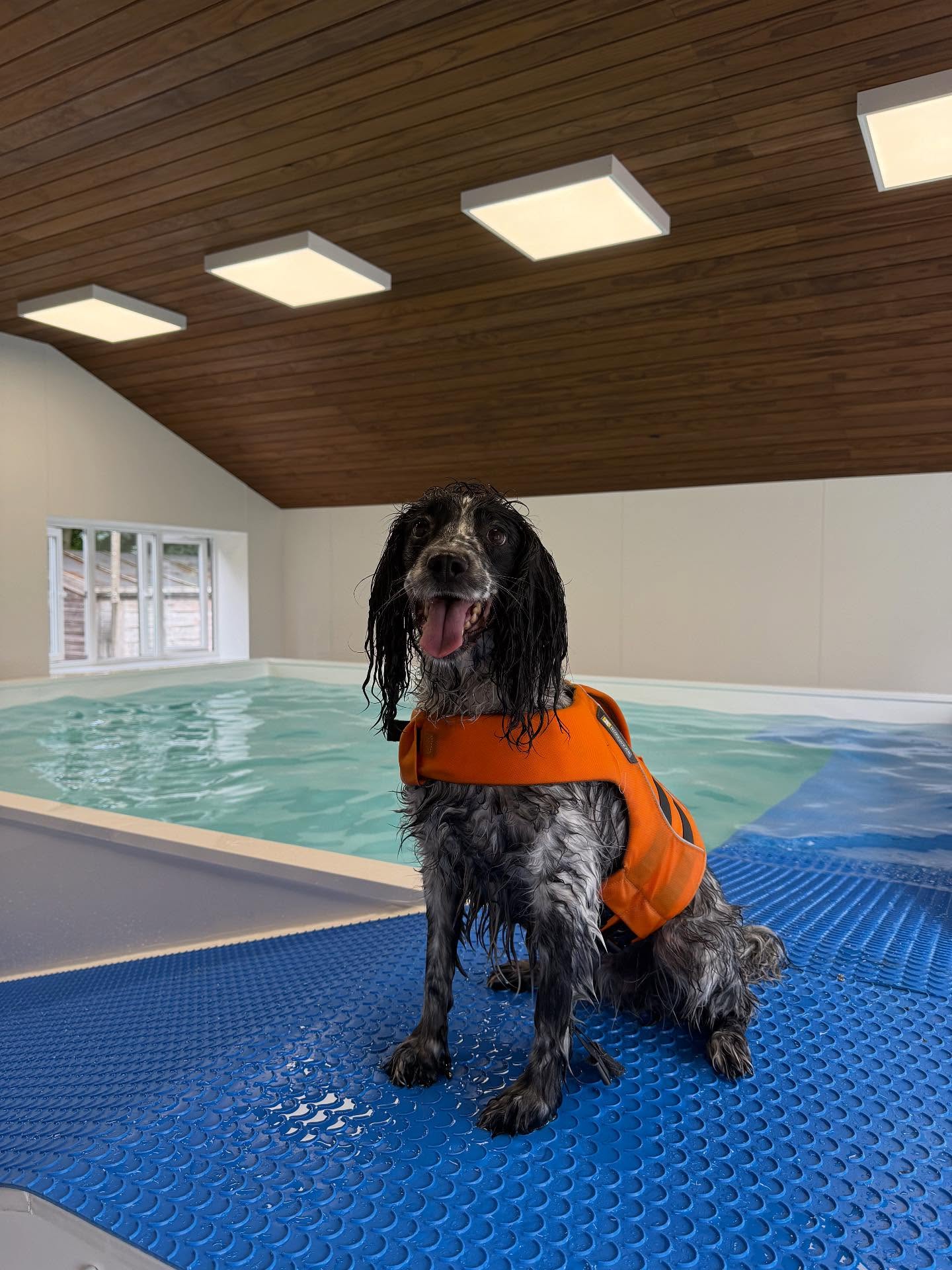 Happy spaniel after a swim at Brambles Hydrotherapy